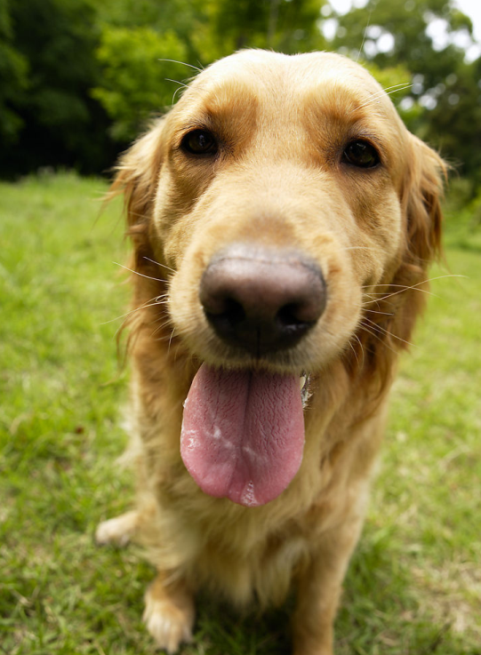 【干货】IDEA小白之IDEA使用总结_ 图片描述