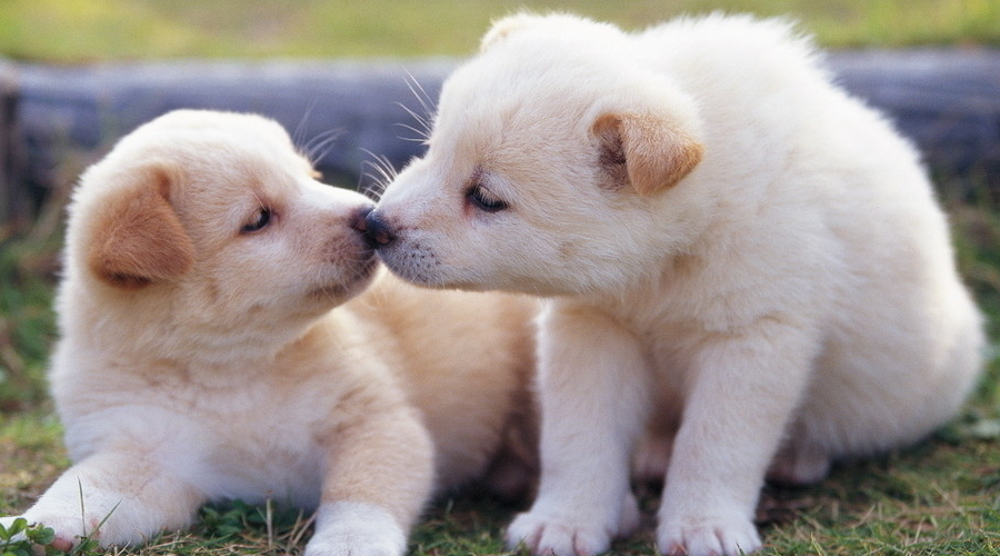 【干货】SpringMVC+MongoDB+Maven搭建项目开发环境_ 图片描述