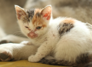 看上慕课网的本子了,零基础也要开始认真写作文了。_ 图片描述