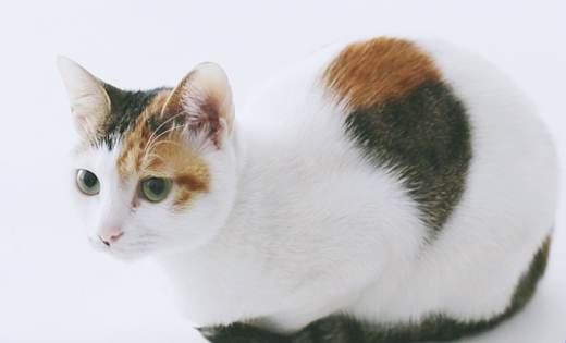 看上慕课网的本子了,零基础也要开始认真写作文了。_ 图片描述