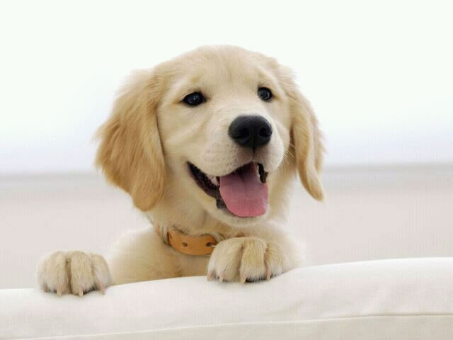 【纯干货】小白都能看懂的windows常用bat批处理命令(附代码参考)_ 图片描述