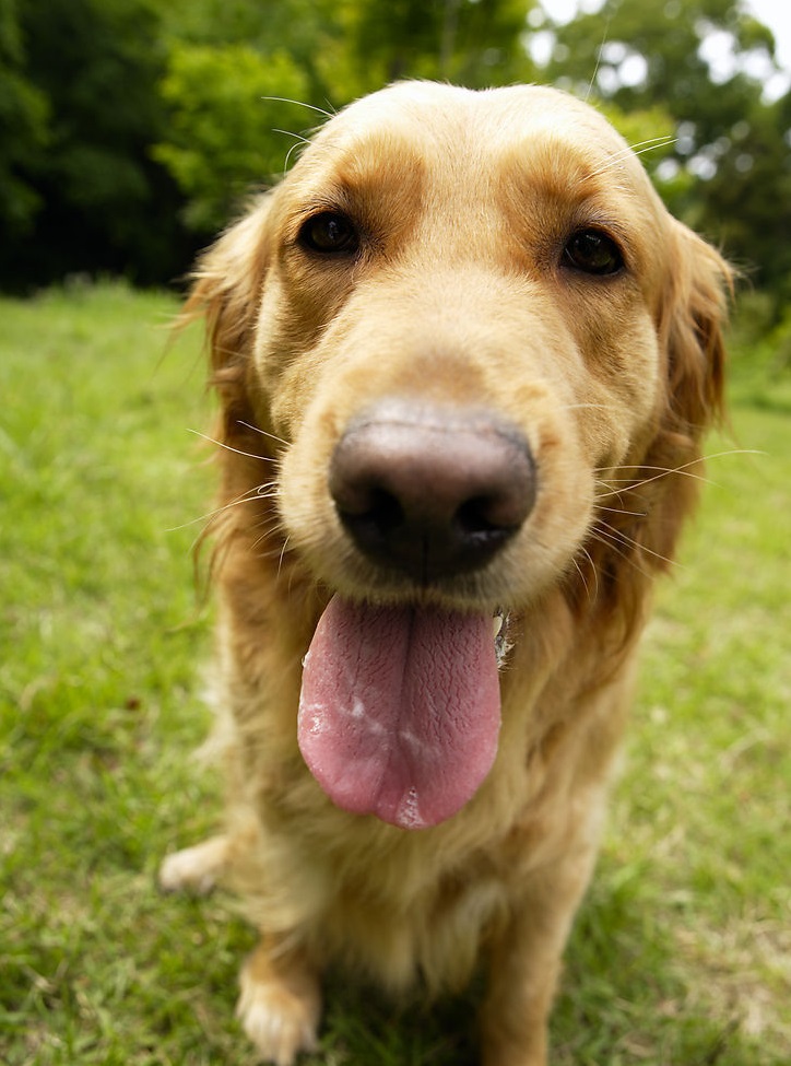 Maven应用之打包时排除指定jar包_ 图片描述