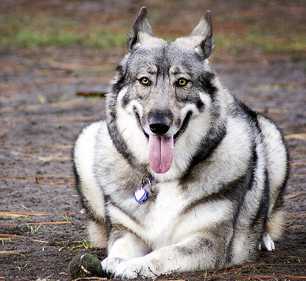 整理常见的网络爬虫IP_ 图片描述