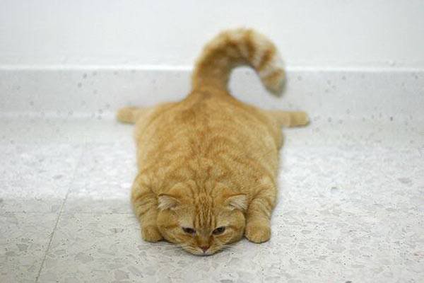 flat_cat 哪些因素影响Java调用的性能?