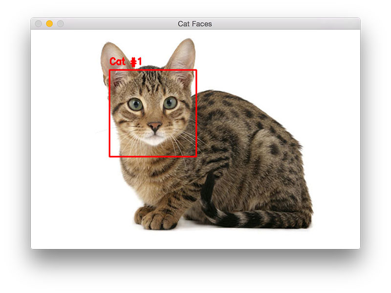 图 3. 使用 OpenCV 和 python 检测猫脸 图 3. 使用 OpenCV 和 python 检测猫脸