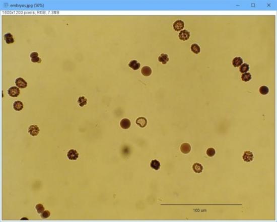 图 4. 用 ImageJ 算出图中的物品数。 图 4. 用 ImageJ 算出图中的物品数。