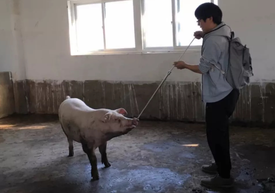 Vamei制服一头猪 Vamei制服一头猪