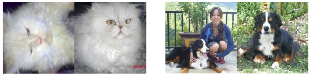 图6 分布外图像重构结果:方位不同(左侧)和语义缺失(右侧)