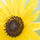 sunflower223283446